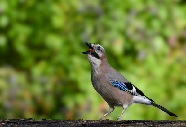 Nyeli, mint szajkó a makkot...