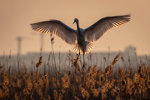 Az ipari tó angyala