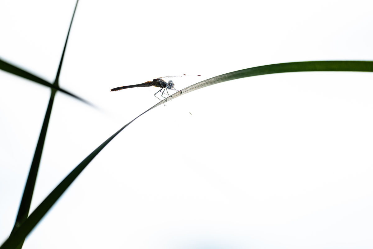 Darányiné Bakos Éva