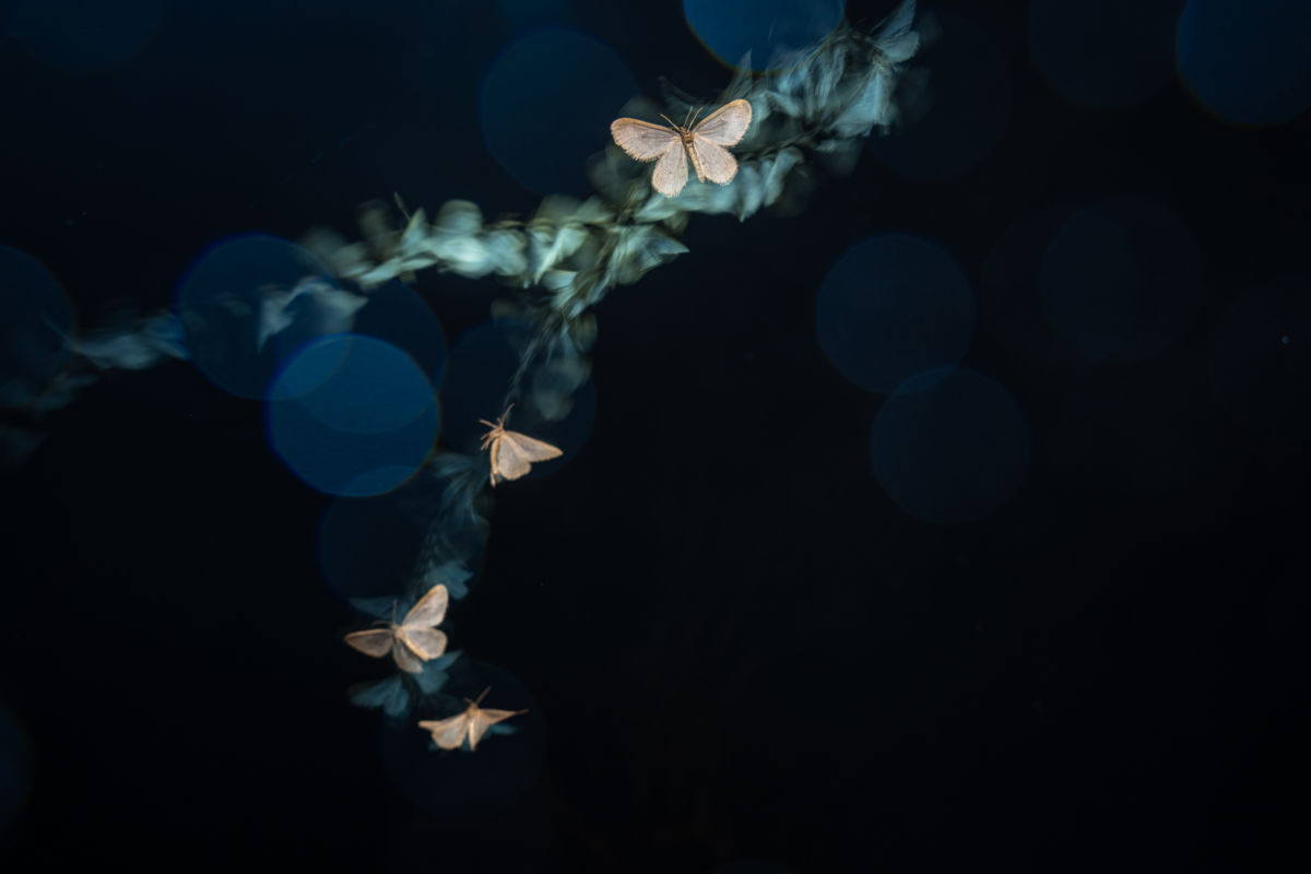 Kovács Dániel Csaba