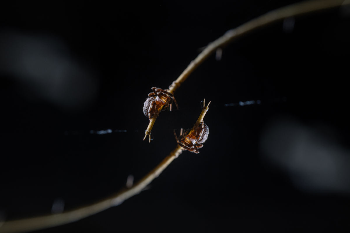 Kovács Dániel Csaba