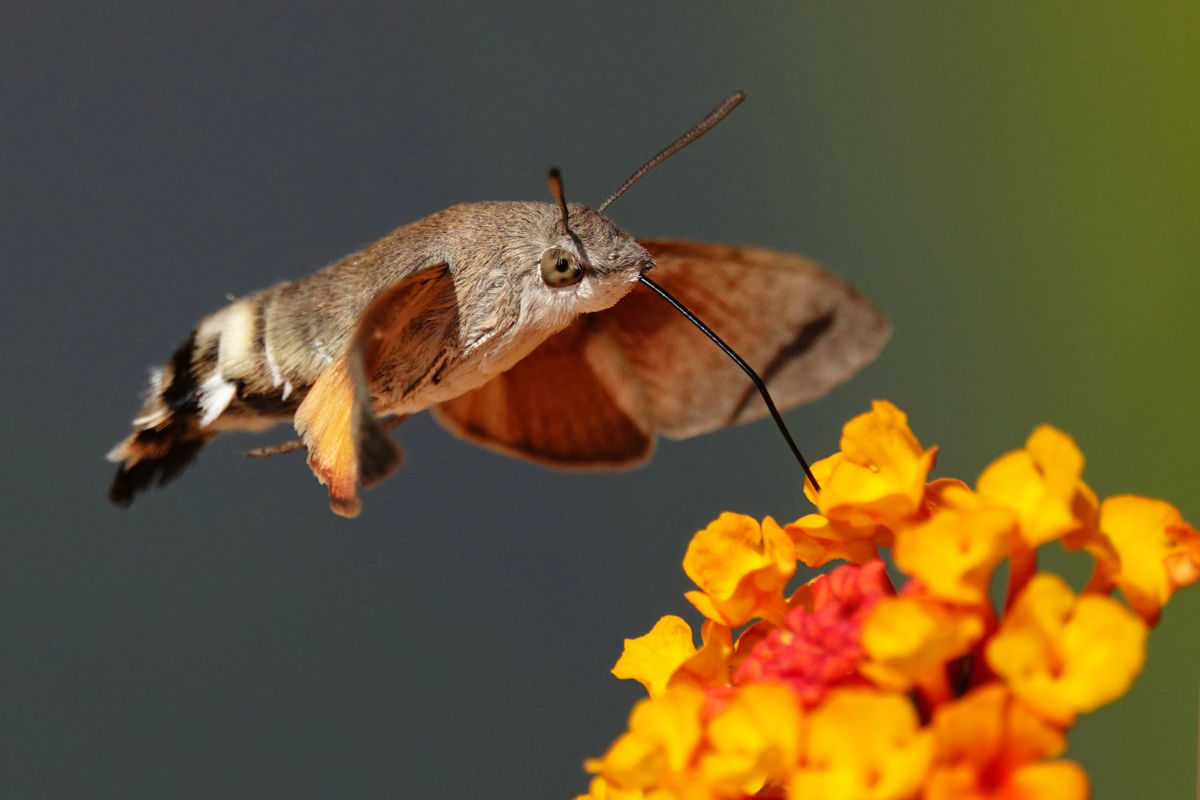 Bernáth Sándor dr. 