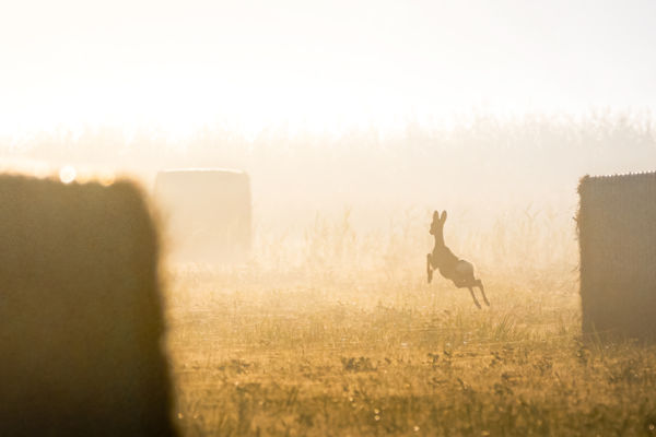 Szénabálák közt szökellve
