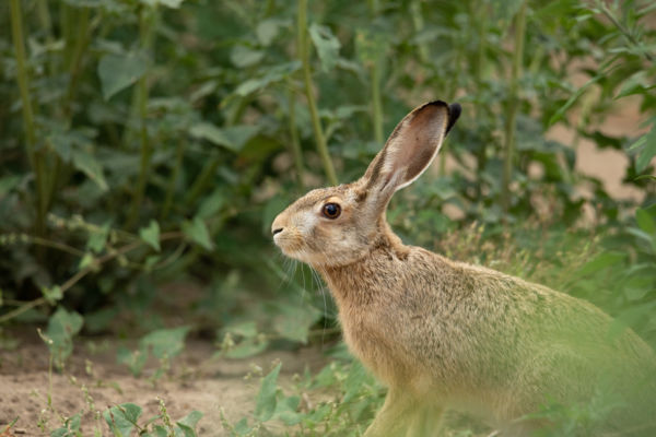 Közeli találkozás