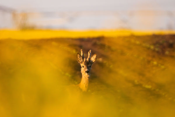 Repcevirágok között