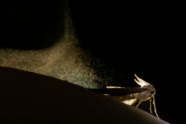 Pihenés a spórák közt