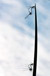 Dupla randi Dupla randi