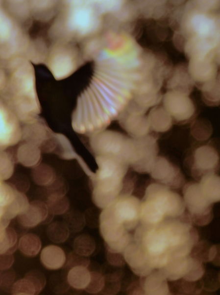 Kitárt szárnyakkal