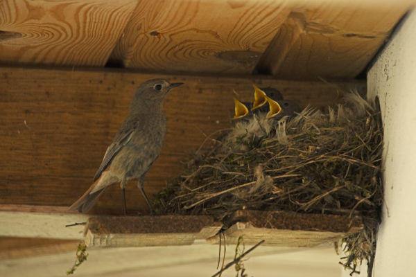 Létszám ellenőrzés