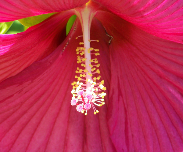 A csábítás hangszere