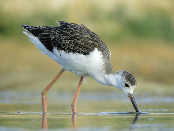 Keresgélő gólyatöcs