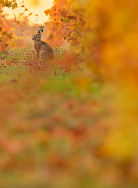 Az ősz utolsó színei