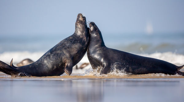 Egymásnak Feszülve