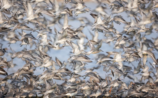 Riadt Szárnyak Üzenete!!!