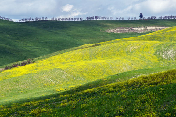 Horizont fákkal