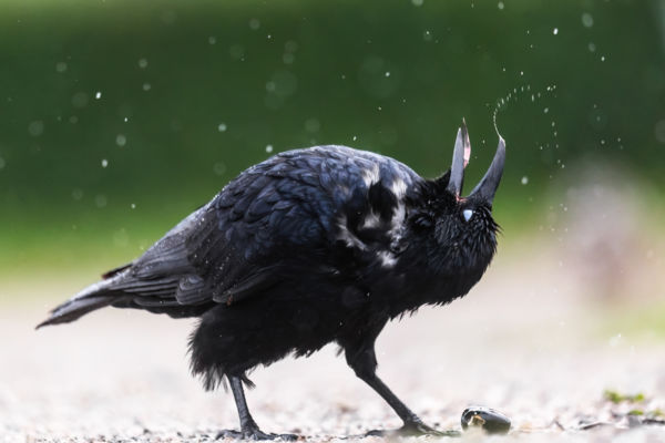 Kicsit megrázom magam