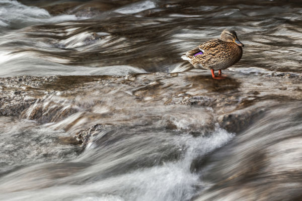 Nyugalom és mozgás