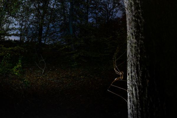 Hosszúlábú vándor