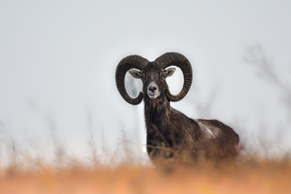 Hajnal a hegycsúcson