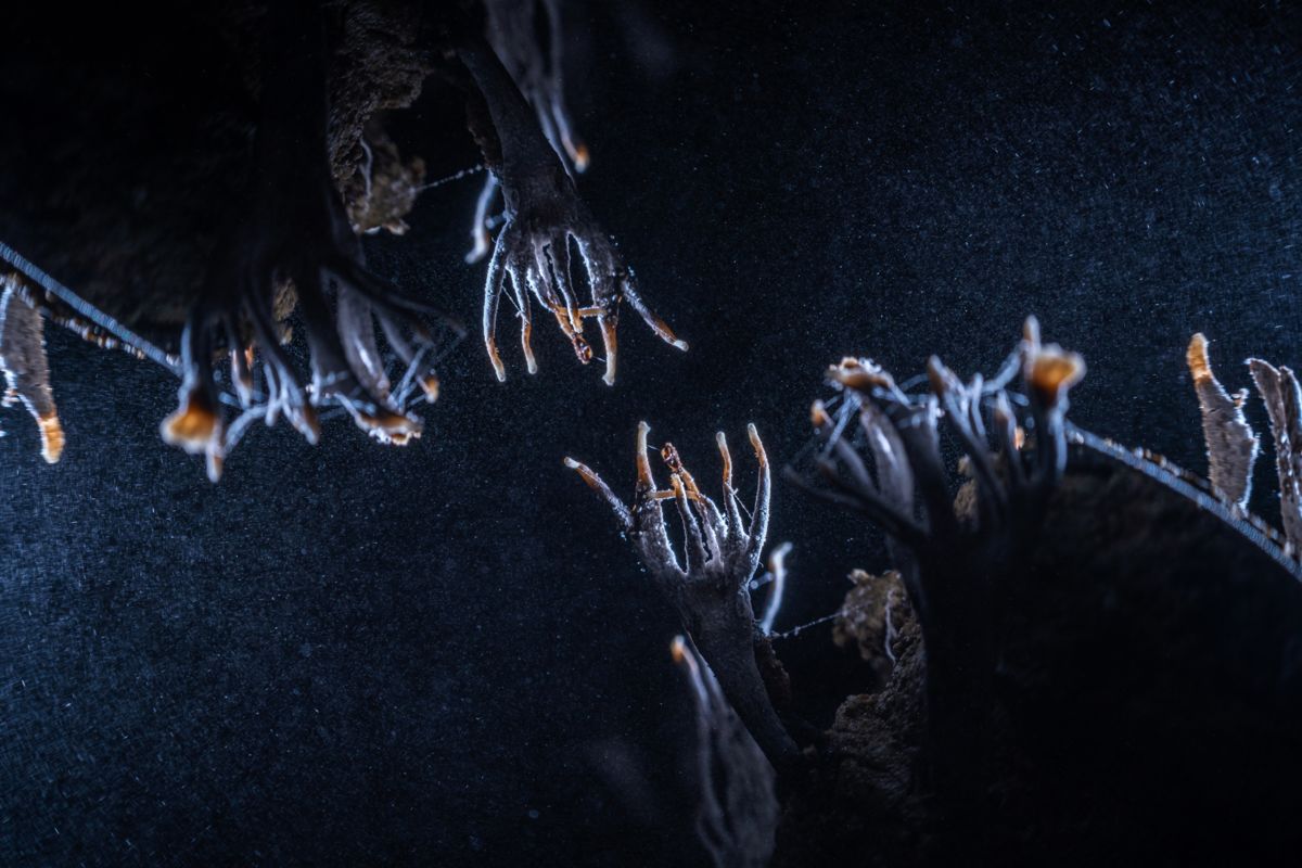 Kovács Dániel Csaba