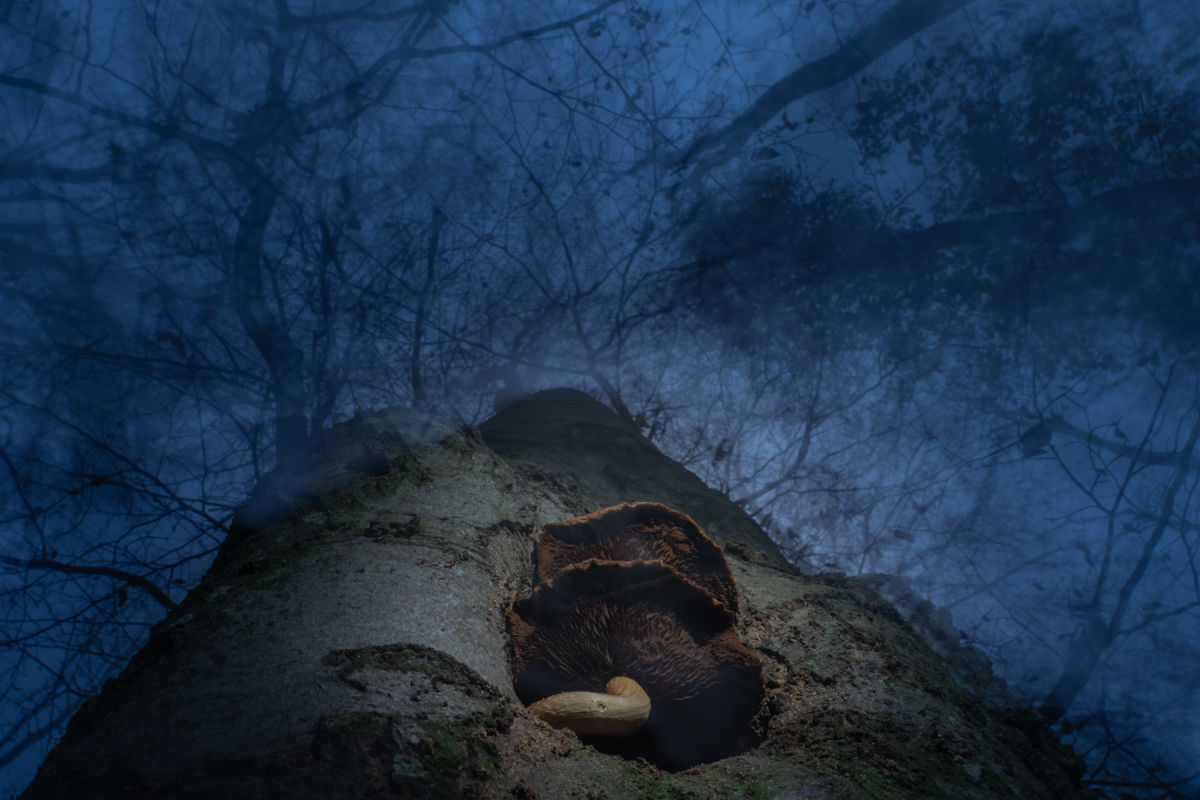 Kovács Dániel Csaba