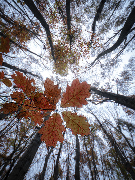 November színei