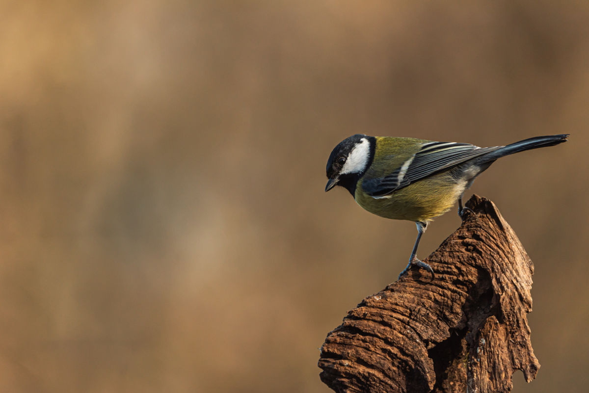 Darányiné Bakos Éva