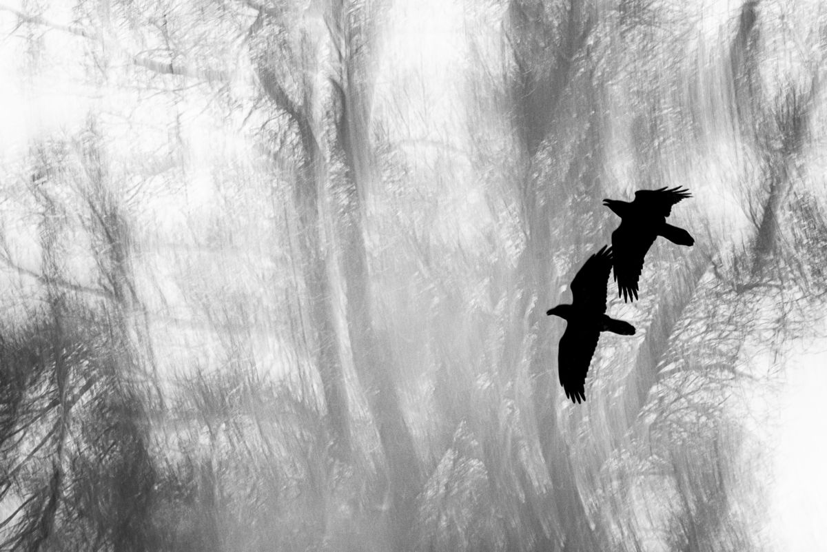 Darányiné Bakos Éva