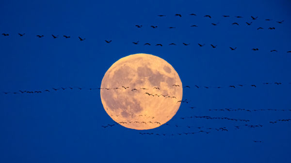 A Hold Szimfóniája