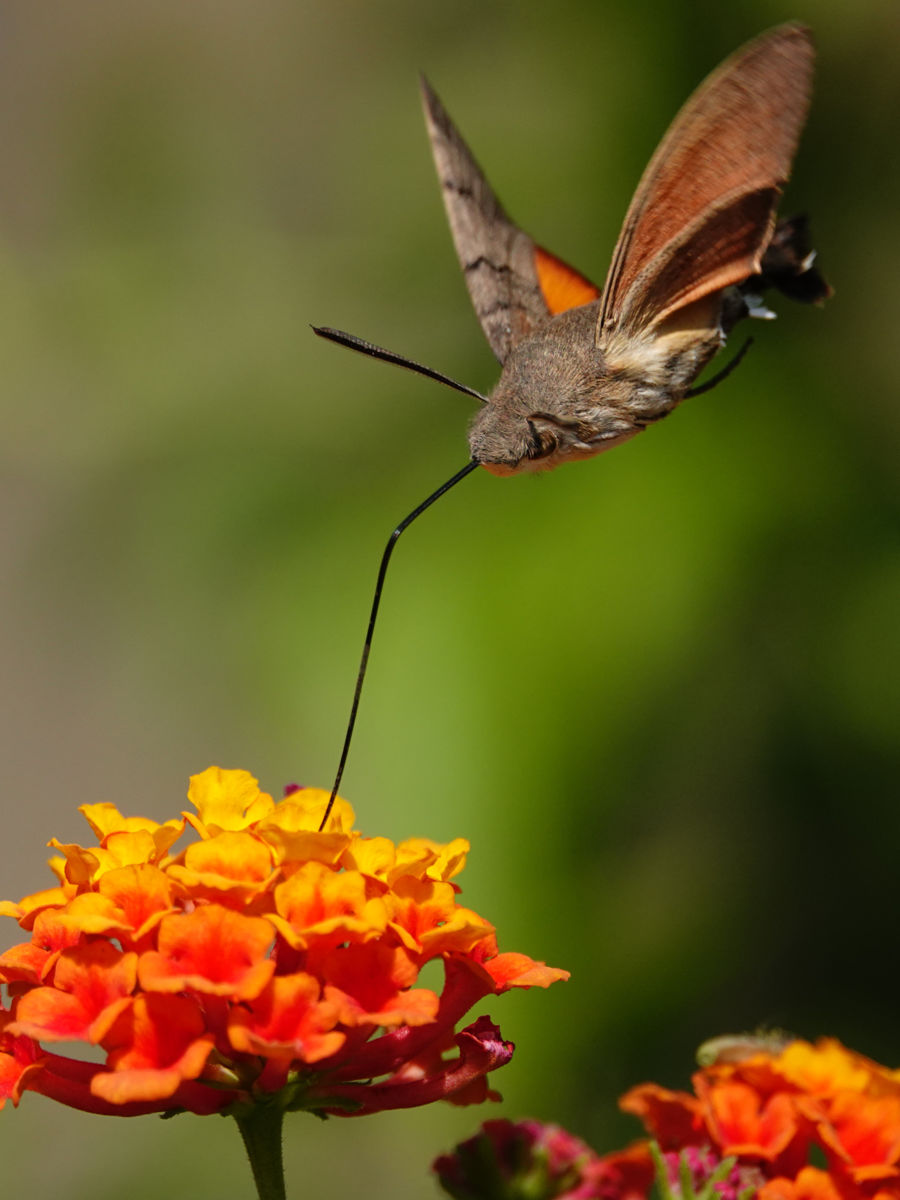 Bernáth Sándor dr. 