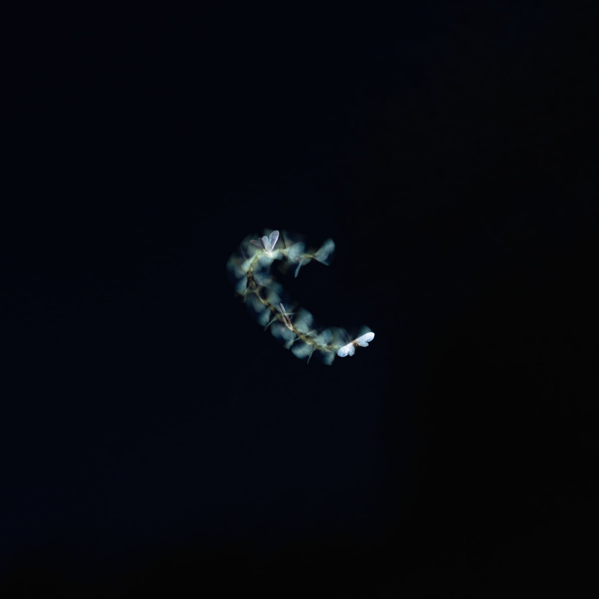 Kovács Dániel Csaba