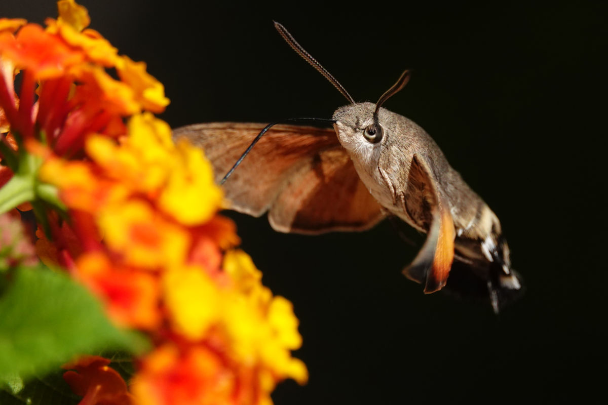 Bernáth Sándor dr.