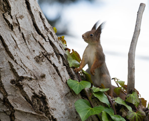 Misi mókus téli kalandjai