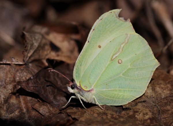 Citromlepe az avaron