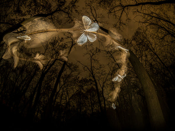 Egy arasznyira araszoló