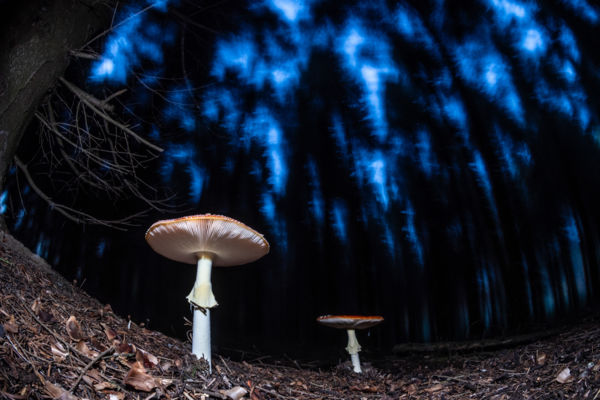 Galócák alkonyatkor