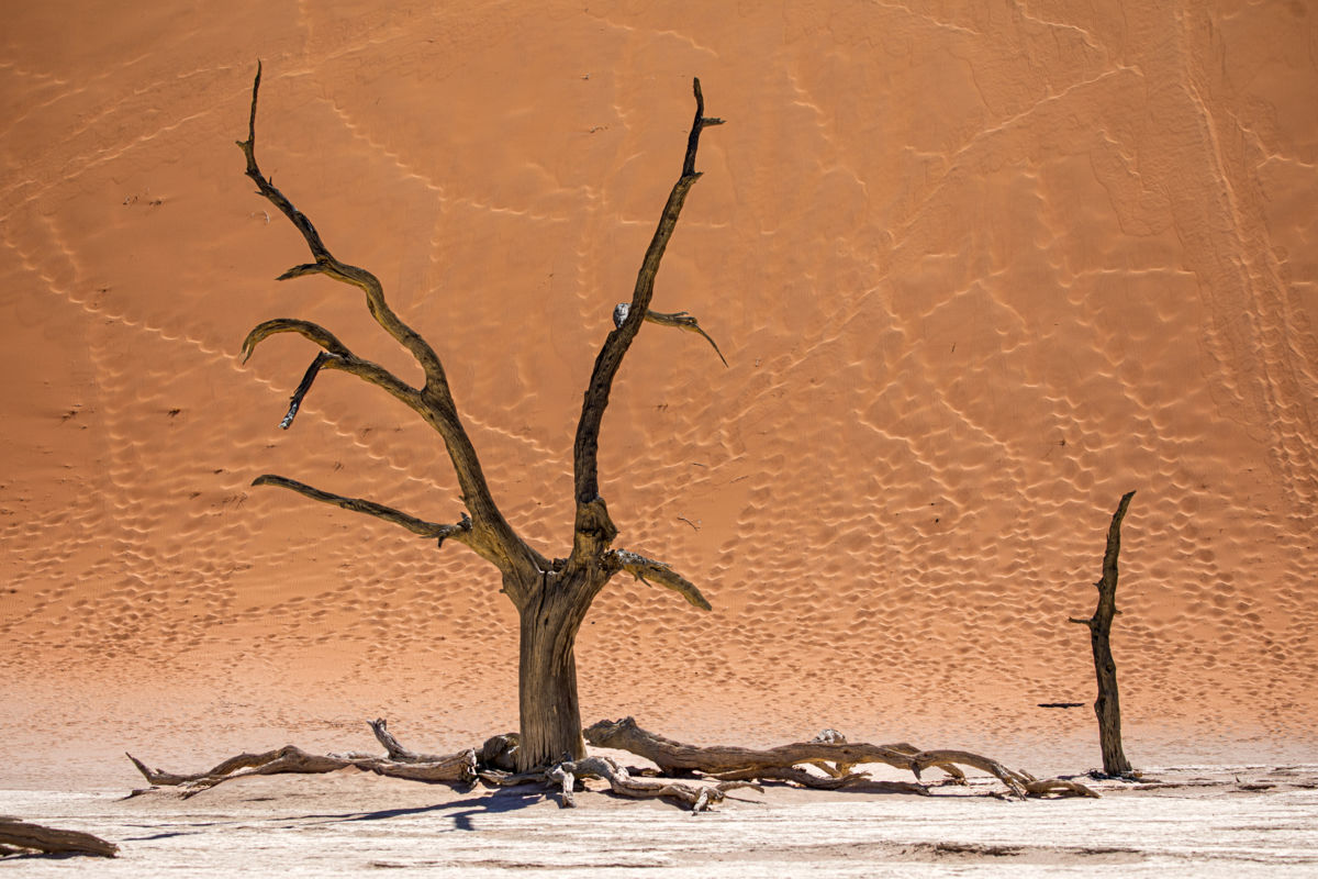 Bernáth Sándor dr. 