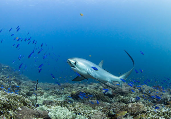 Reggeli tisztálkodás