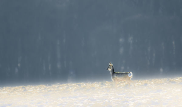Fényes arc néz az erdő borította völgyre