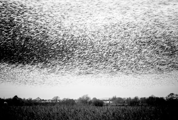 Szárnyaló Sötétség