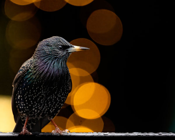 Tündöklő Jelenés