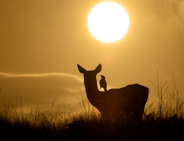 Súgd a Fülembe a Nap Meséjét 