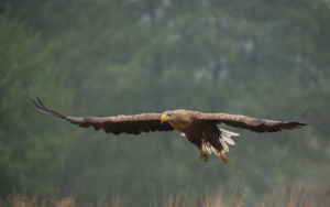 Az ég ura Az ég ura