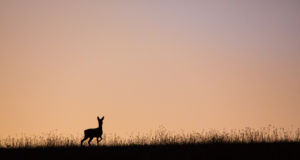 Hajnali tánc Hajnali tánc