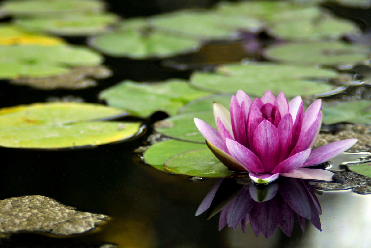 Gaál Zoltán Péter