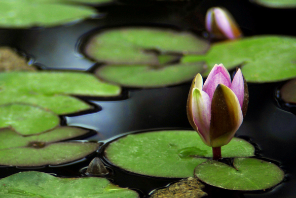 Alkony....a nyitvatartás vége.