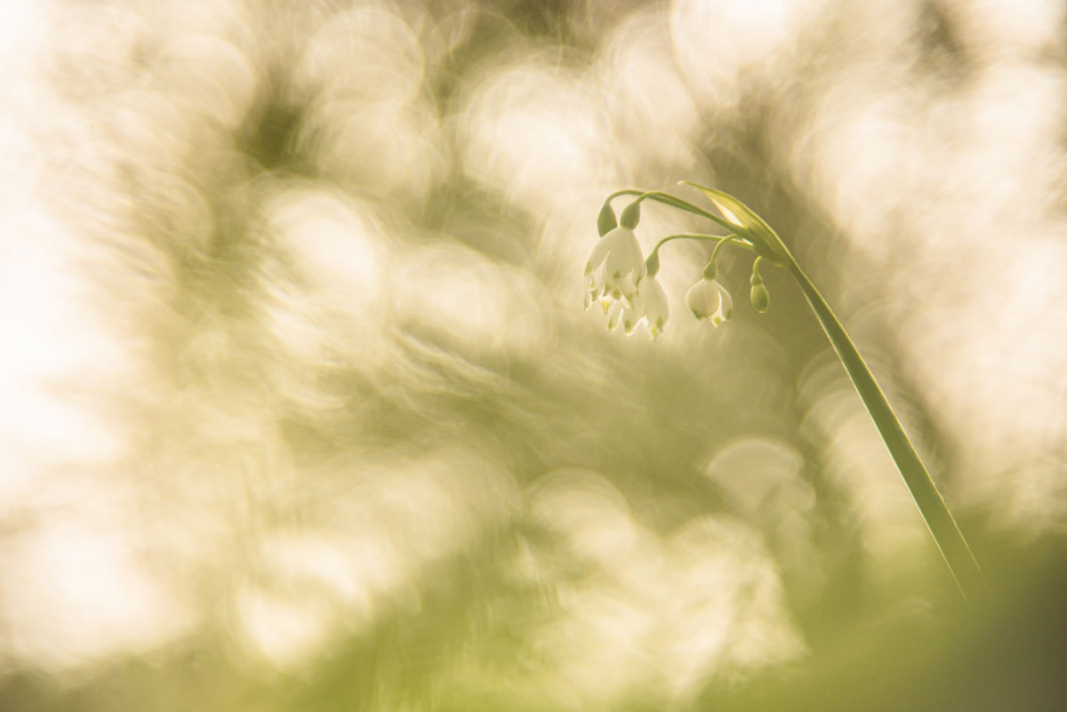 Darányiné Bakos Éva