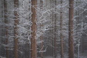 Fagyos Nyugalom Fagyos Nyugalom