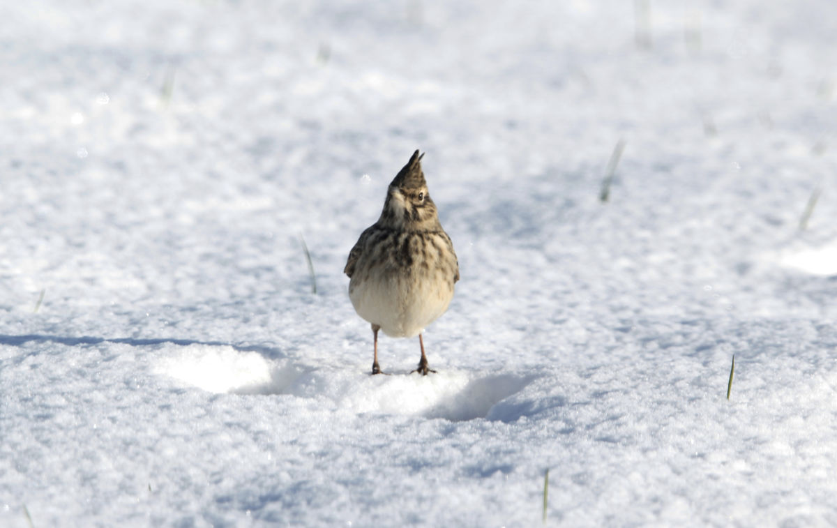 Sáráné Veres Klára