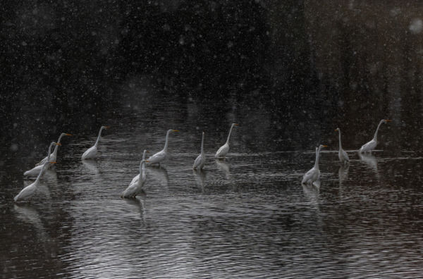 Fehéren a hóesésben